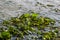 The shore of the lake is strewn with leaves. Autumn scenery at a lake in central europe. Season early autumn