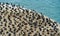 Shore with many black oystercatchers (Haematopus bachmani)