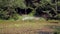 The shore of an overgrown pond in which wild ducks swim, the environment