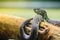The Shore pit viper, Mangrove pit viper, or Mangrove viper (Trimeresurus purpureomaculatus) is venomous snake that is highly toxic