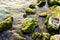 Shore of sea with green seaweed and mossy on stones in water. Top view of seascape.