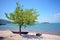 Shore of skadar lake, boat, tree, beautiful background, montenegro