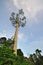 Shorea fagueteana or giant Mengaris tree in Sabah Borneo rainforest