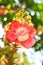 Shorea robusta or Cannonball flower