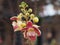 Shorea robusta, Dipterocarpaceae, Couroupita guianensis Aubl., Sal blooming in garden on blurred nature background