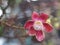 Shorea robusta, Dipterocarpaceae, Couroupita guianensis Aubl., Sal blooming in garden on blurred nature background