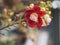 Shorea robusta, Dipterocarpaceae, Couroupita guianensis Aubl., Sal blooming in garden on blurred nature background