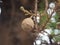 Shorea robusta, Dipterocarpaceae, Couroupita guianensis Aubl., Sal blooming in garden on blurred nature background