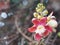 Shorea robusta, Dipterocarpaceae, Couroupita guianensis Aubl., Sal blooming pink flower in garden on blurred nature background