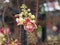 Shorea robusta, Dipterocarpaceae, Couroupita guianensis Aubl., Sal blooming pink flower in garden on blurred nature background