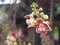 Shorea robusta, Dipterocarpaceae, Couroupita guianensis Aubl., Sal blooming pink flower in garden on blurred nature background