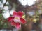 Shorea robusta, Dipterocarpaceae, Couroupita guianensis Aubl., Sal blooming pink flower in garden on blurred nature background