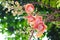 Shorea robusta flower or cannonball tree branch hanging on tree in garden under view background