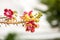 Shorea robusta flower. Sala flora or Shorea robusta flower on Cannonball Tree. Beautiful Shorea robusta blooming or Cannonball tre