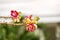 Shorea robusta flower. Sala flora or Shorea robusta flower on Cannonball Tree. Beautiful Shorea robusta blooming or Cannonball tre
