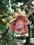 Shorea robusta or Shala tree or Sal tree flower.