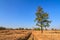 Shorea siamensis in parched rice field