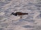 Shorebird Scavenging for Food on a White Sandy Beach