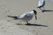 Shorebird Standing on a White Sand Beach