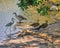 Shorebird Togetherness in the Evening Light