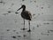 Shorebird walking along wet sand on beach