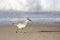 Shorebird walking at waters edge on beach