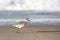 Shorebird walking at waters edge on beach