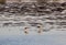 Shorebird On Wetlands At Sunset