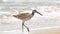 Shorebird willet walking in the surf