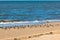 Shorebirds on a beach