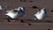 Shorebirds Birds - Sanderling, Calidris alba