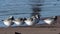 Shorebirds Birds - Sanderling, Calidris alba