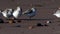 Shorebirds Birds - Sanderling, Calidris alba