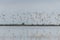 Shorebirds, Dunlin (Calidris alpina) migrating north in the Vacares pond in spring