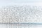 Shorebirds, Dunlin (Calidris alpina) migrating north in the Vacares pond in spring