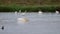 Shorebirds including pelicans, herons, egrets and ducks are fishing early morning for breakfast