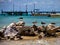 Shorebirds on the rocks - Isla Mujeres