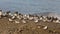 Shorebirds on a Shore in Brittany