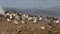 Shorebirds on a Shore in Brittany - High Speed