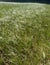 Shoreline grass bordering Little Hyas Lake, Alpine Lakes Wilderness, Cascade Range, Washington