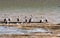 Shoreline and group of Australian pelicans, Pelecanus conspicillatus,