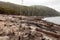 Shoreline of Lake Burbury Tasmania