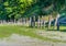 Shoreline Leaning Pilings 7