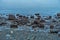 Shoreline Rocks At Low Tide