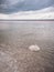 Shores of the salar Baskunchak. Extraction of salt.The ground is crusted with salt. Tumbleweed in salt crystals look like coral li