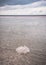 Shores of the salar Baskunchak. Extraction of salt.The ground is crusted with salt. Tumbleweed in salt crystals look like coral li