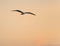 Shoreside - dock - swim - platform and seagulls in Venice, Italy