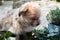 Shorky, ShiTzu Yorkshire Terrier hybrid attentively in the garden