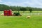 Shorn Sheep eating grass in grass field