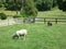 Shorn Sheep in Green Field, New Zealand